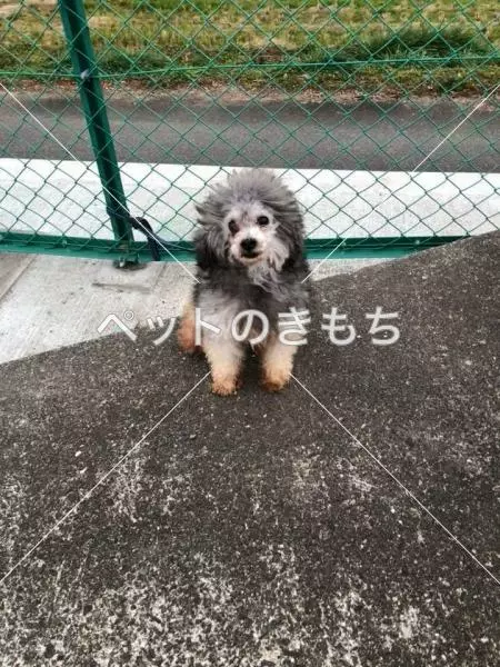 コメント投稿の画像