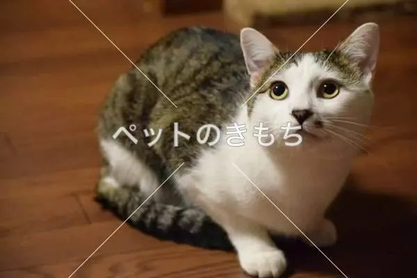 迷子猫の画像