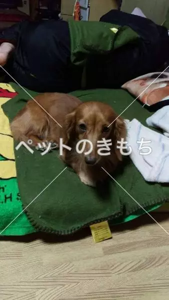 迷子犬の画像