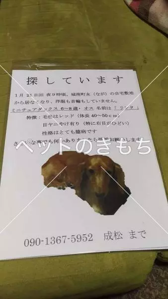 迷子犬の画像