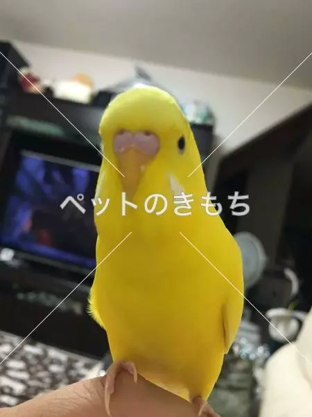 迷子鳥の画像