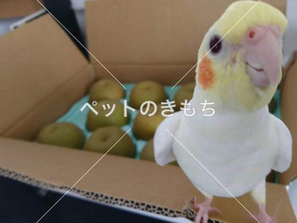 迷子鳥の画像