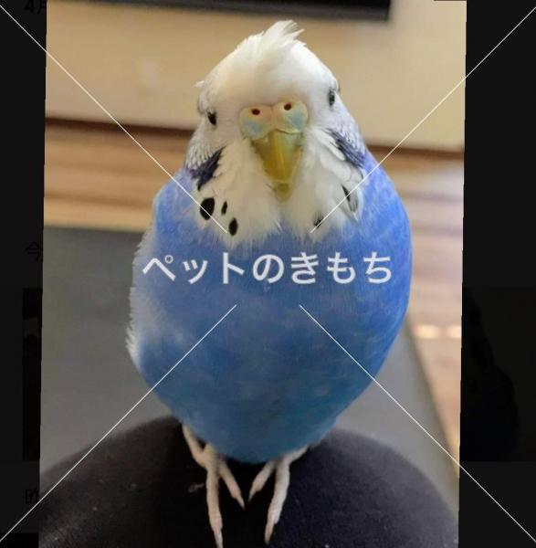 迷い鳥の写真