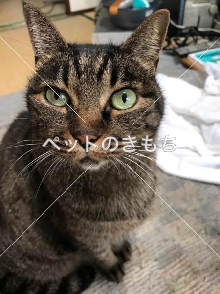 迷い猫の写真