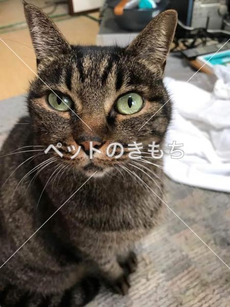 迷子猫の画像