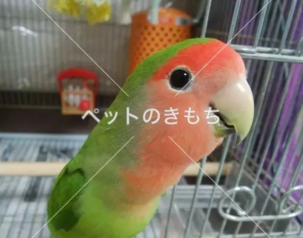 迷子鳥の画像