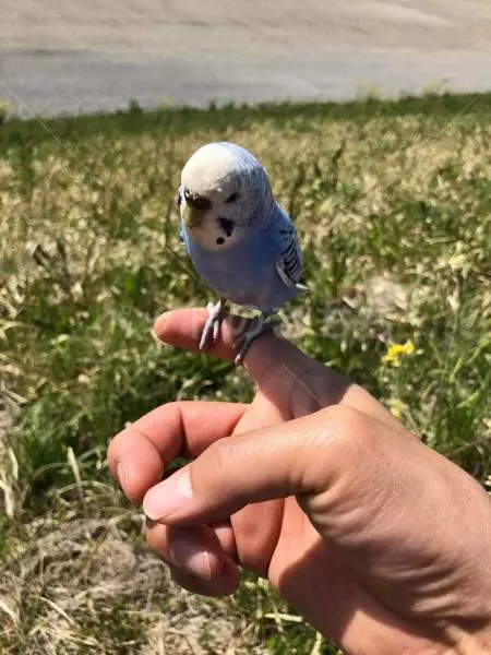 コメントの画像