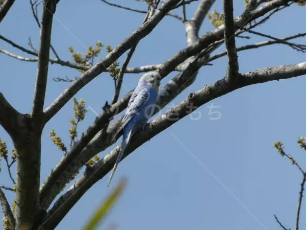 コメントの画像