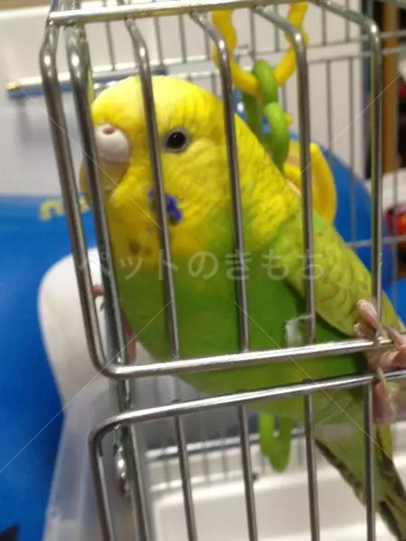 迷子鳥の画像
