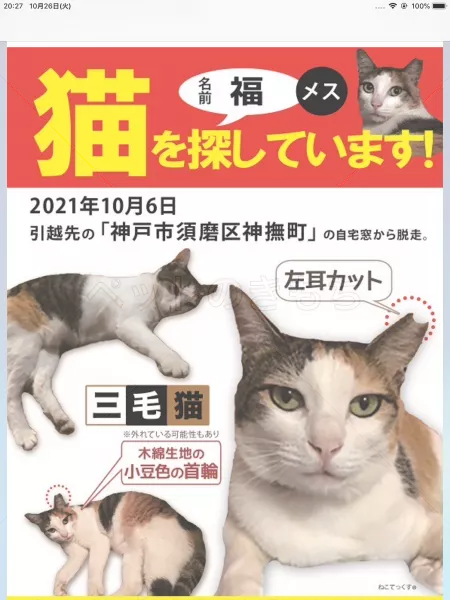 迷子猫の画像