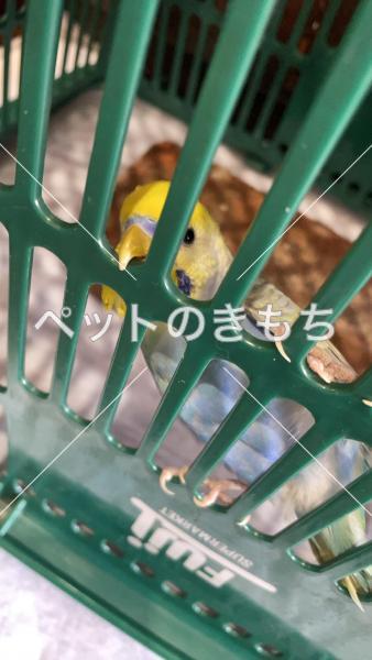 保護鳥の画像