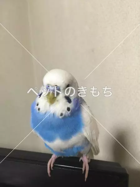 保護鳥の画像