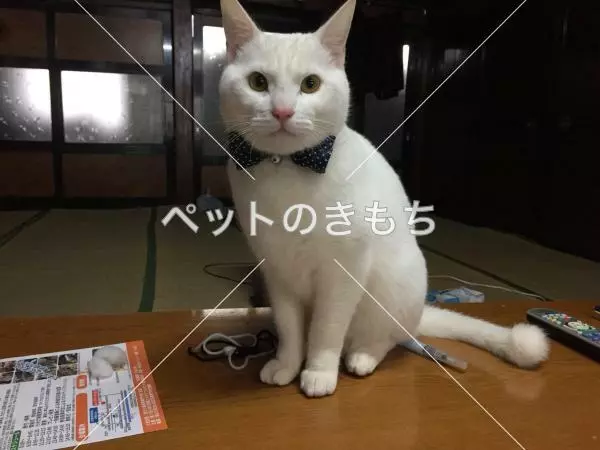 迷子猫の画像