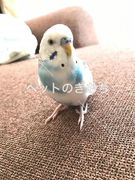 迷子鳥の画像