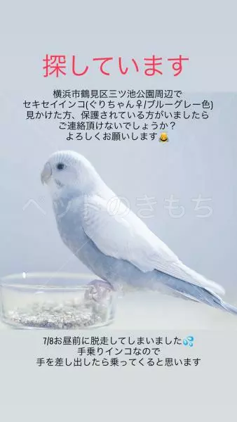 迷子鳥の画像