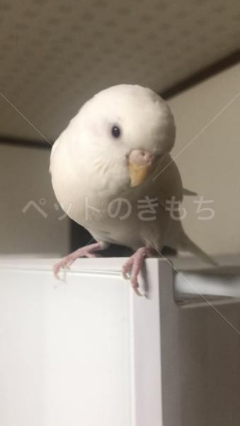 迷子鳥の画像