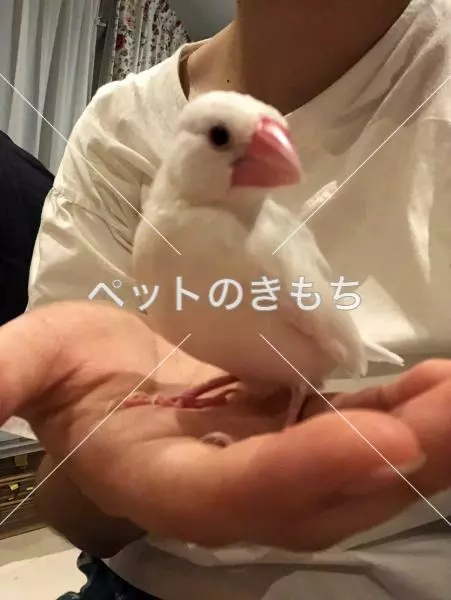 迷子鳥の画像
