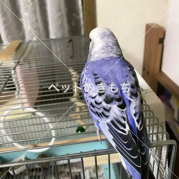 コメント投稿の画像