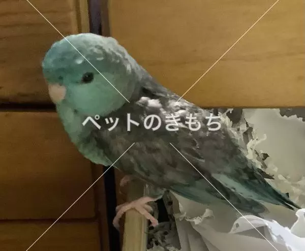 迷子鳥の画像