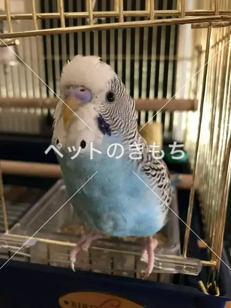 迷子鳥の画像
