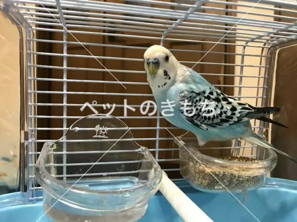 保護鳥の画像