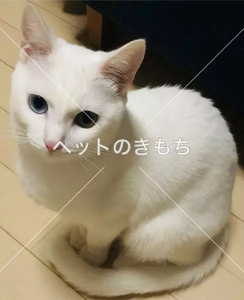 迷子猫の画像