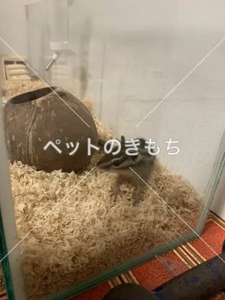 迷子ペットの画像