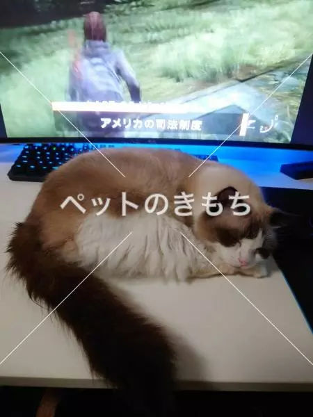迷子猫の画像