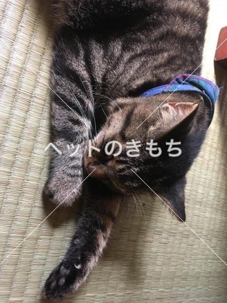 保護猫の写真