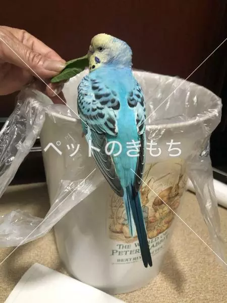 保護鳥の画像