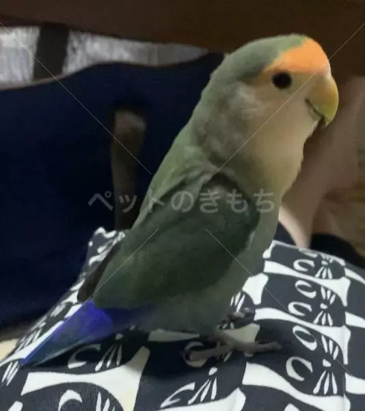 迷子鳥の画像