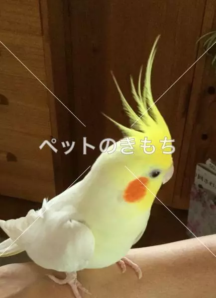 迷子鳥の画像