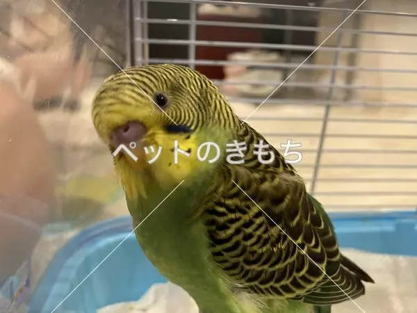 迷子鳥の画像