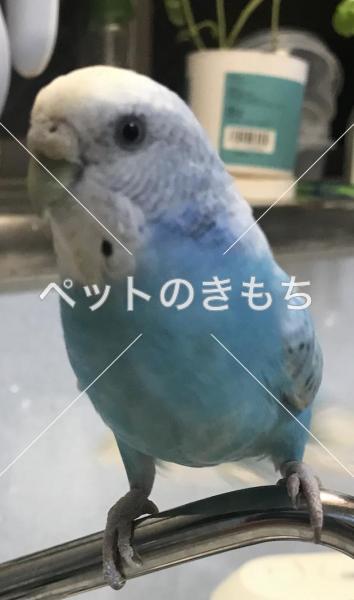 迷子鳥の画像