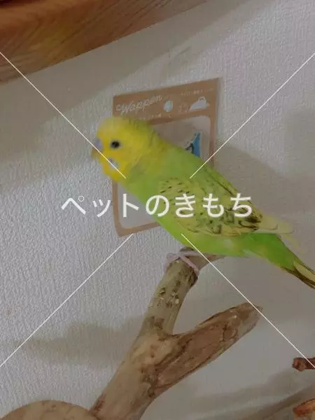 迷子鳥の画像