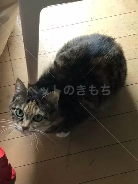 迷子猫の画像