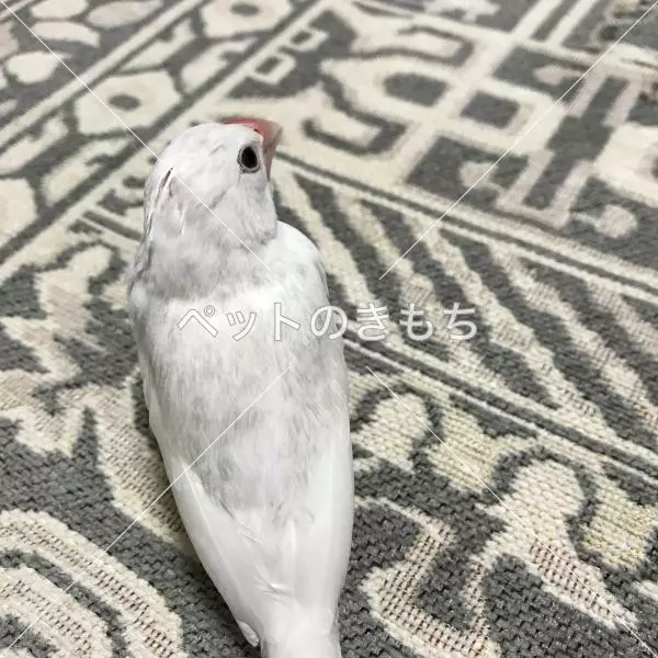 コメント投稿の画像