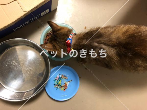 保護猫の写真