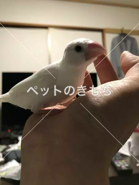 迷子鳥の画像