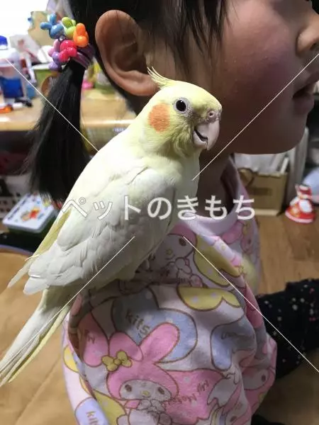 迷子鳥の画像