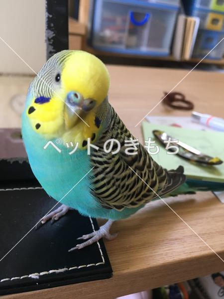 迷子鳥の画像