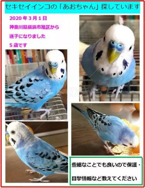 迷子鳥の画像