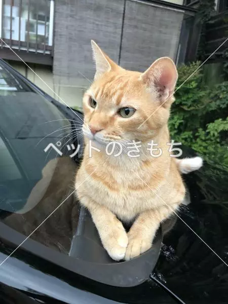 迷子猫の画像