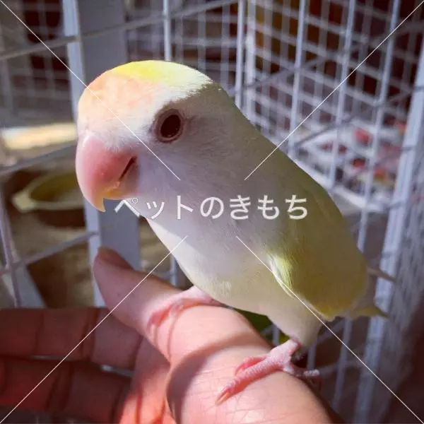 迷子鳥の画像