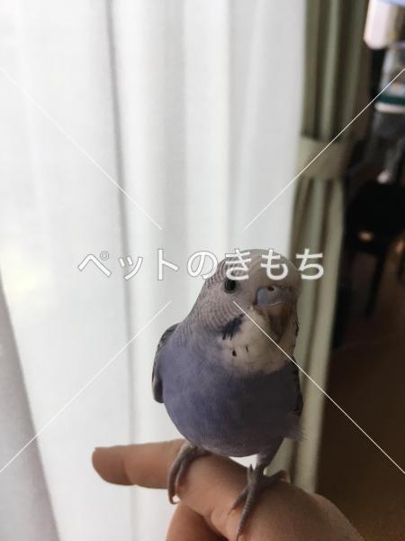 迷子鳥の画像