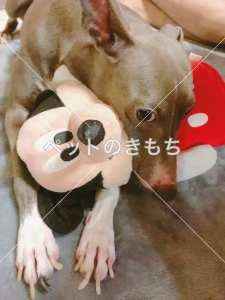 迷子犬の画像