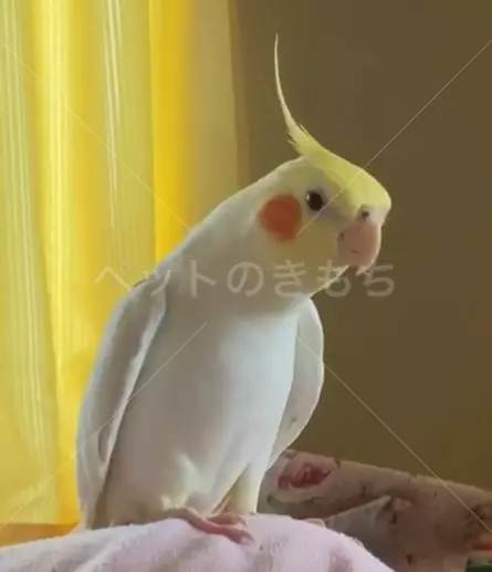 迷子鳥の画像