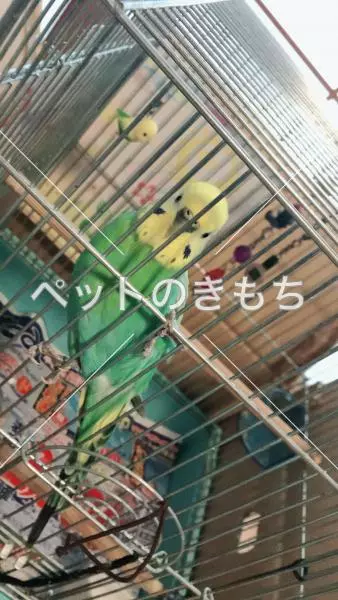 迷子鳥の画像