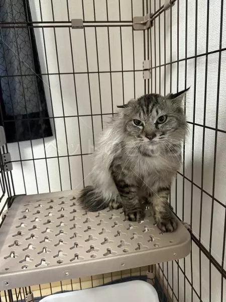 コメントの画像