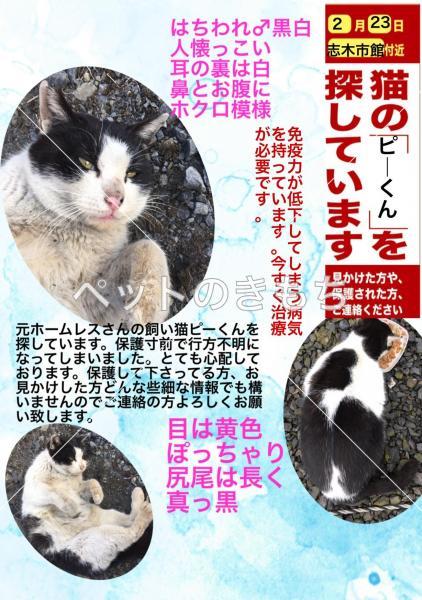 迷子猫の画像